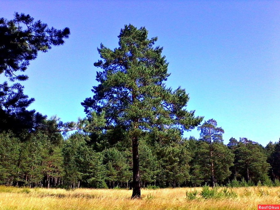 Сосны на Ольхоне