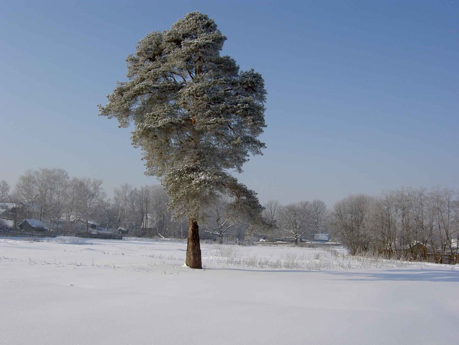 Одинокая сосна зимой