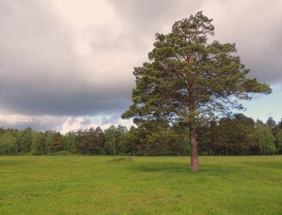 Одинокая сосна село Козино