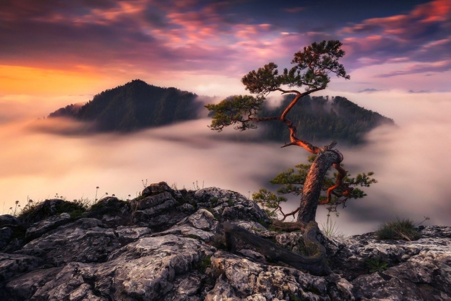 Развесистая сосна