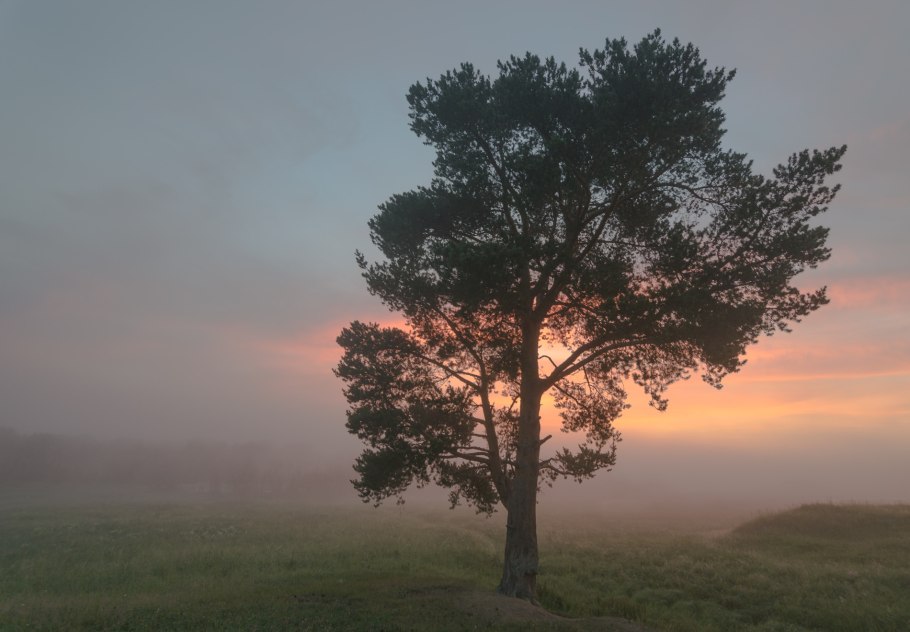 Деревья севера