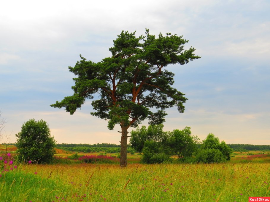 Обыкновенная сосна