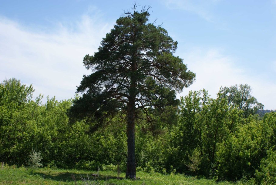 Вековая сосна Белокуриха