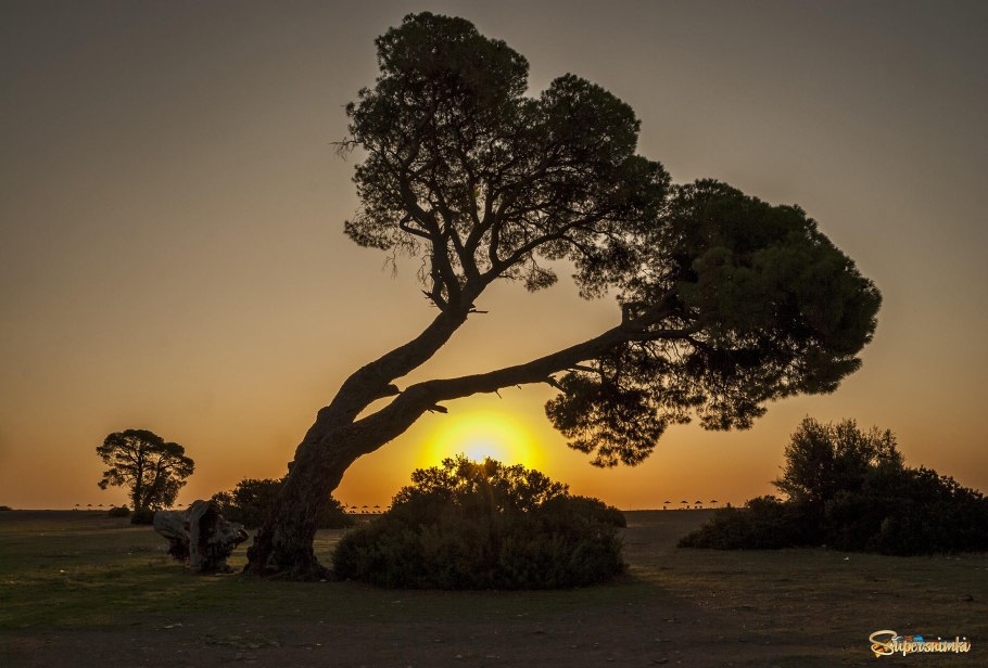 Сосна на Утесе