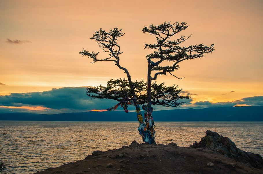 Сосна одинокая Илишевский
