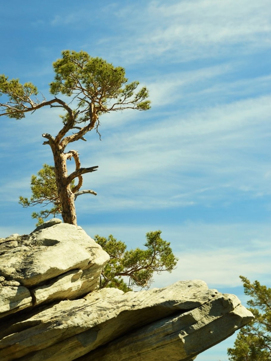 Арктическая сосна пейзаж