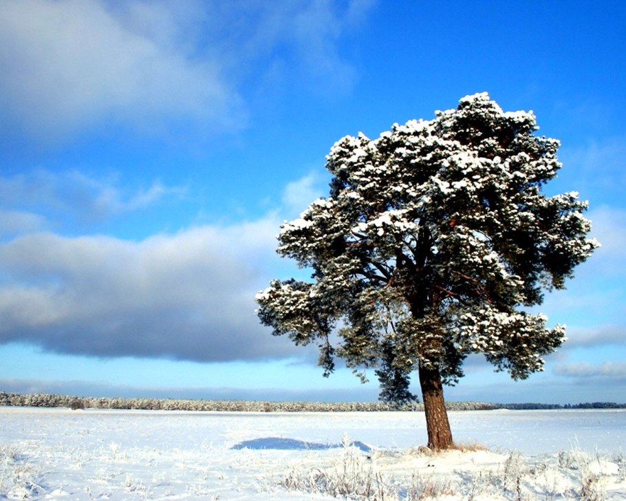 Сосна зимой