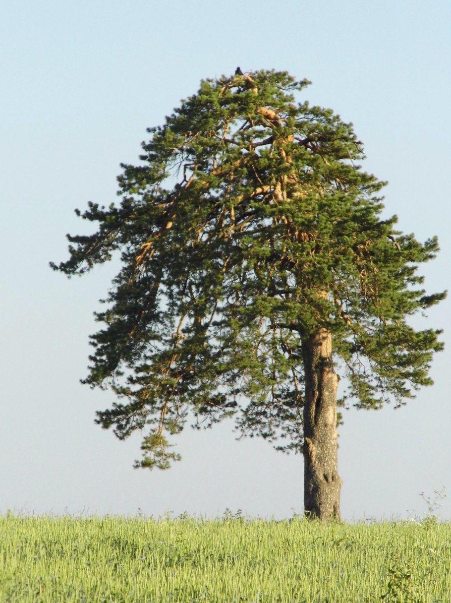 Степная сосна