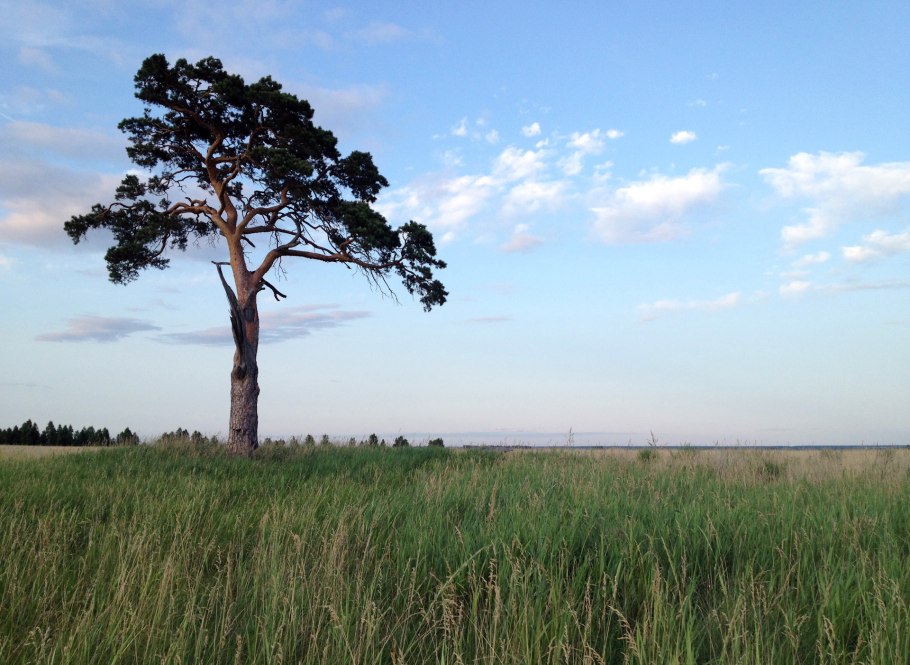 Одинокая сосна село Козино