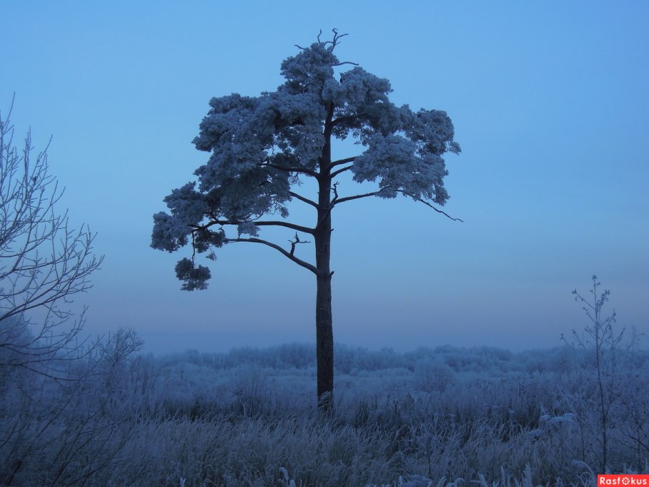 Одинокие сосны