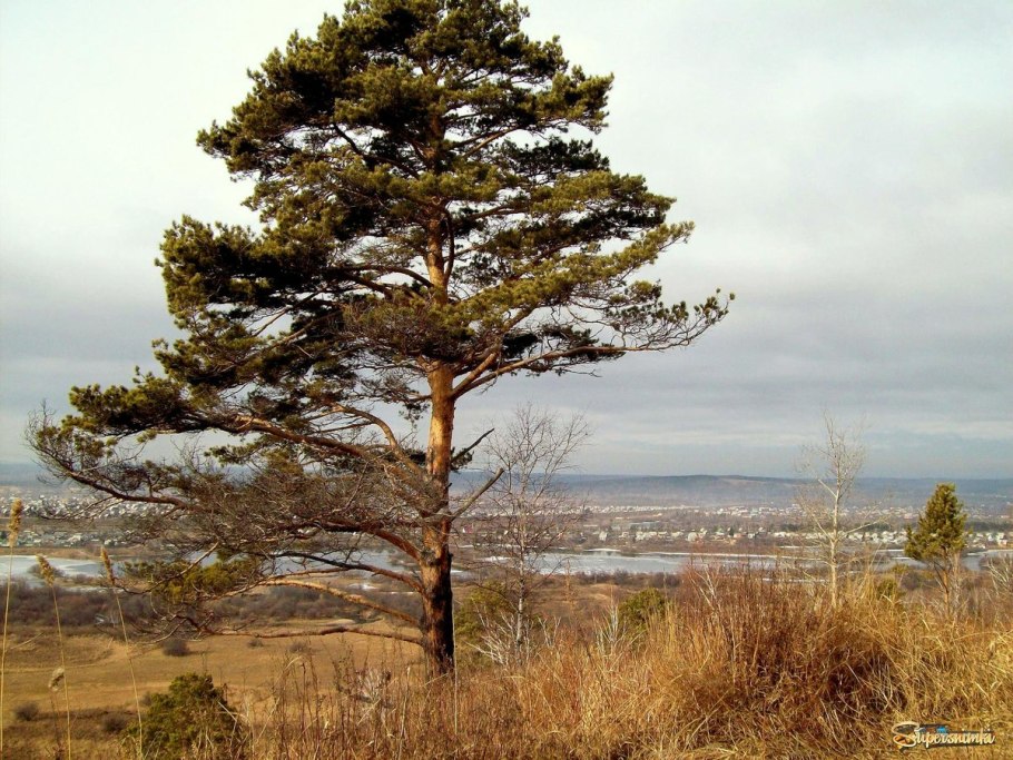 Одинокая сосна обыкновенная Карелия