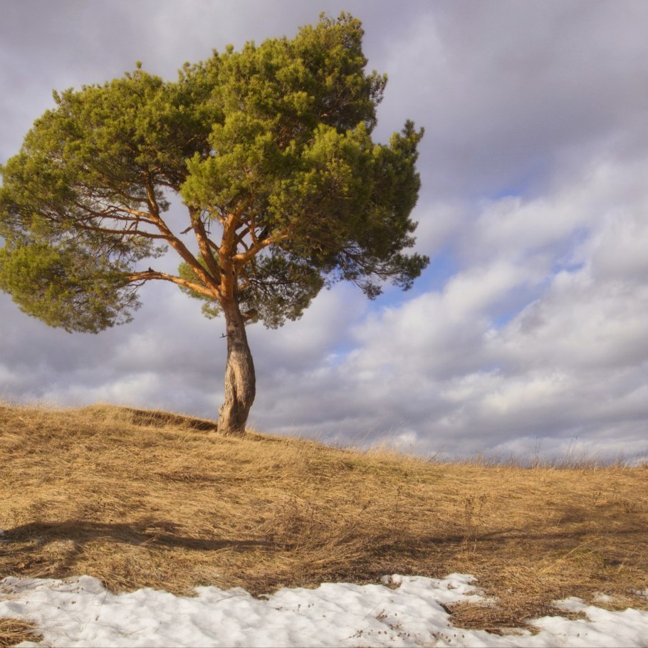 Одинокое дерево зимой