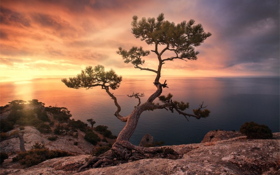 Сосна в поле