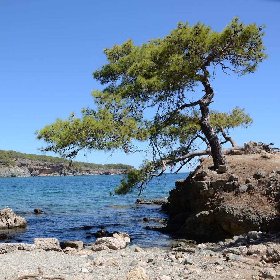 Греческая сосна