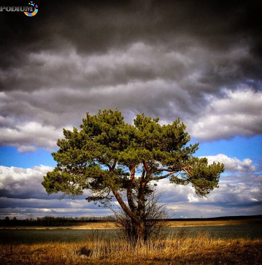 Пинеровка одинокая сосна