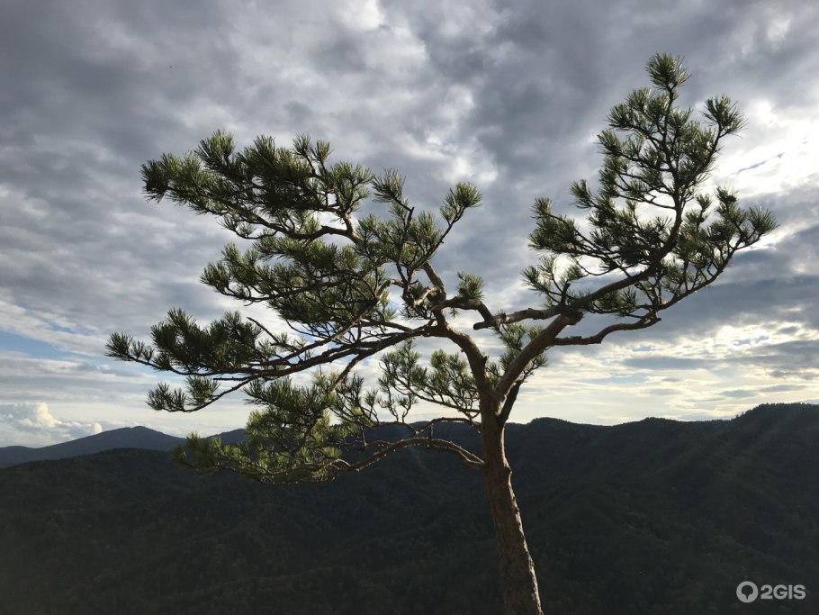 Одинокая сосна белокуриха