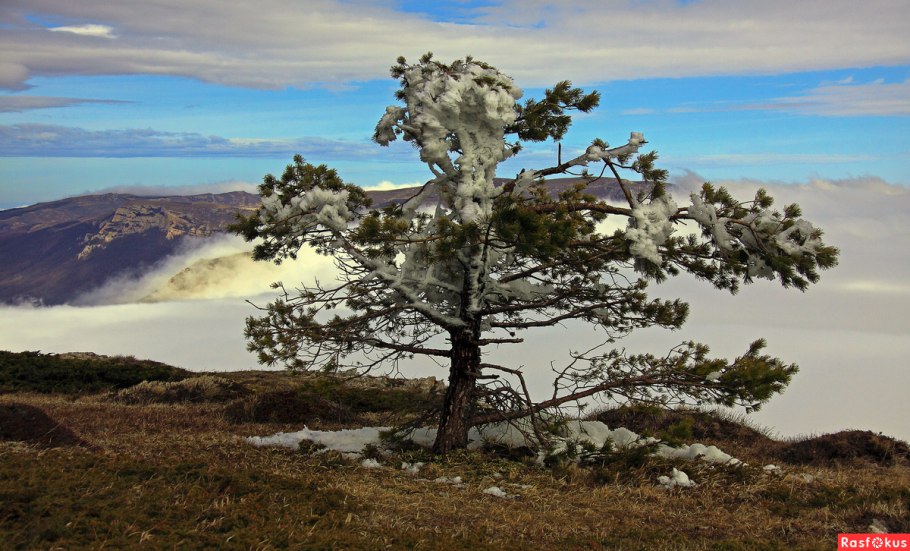 Одинокая сосна Шадриха