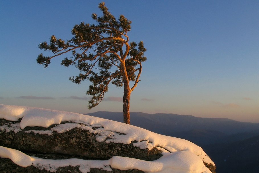 Сосна Мафусаил