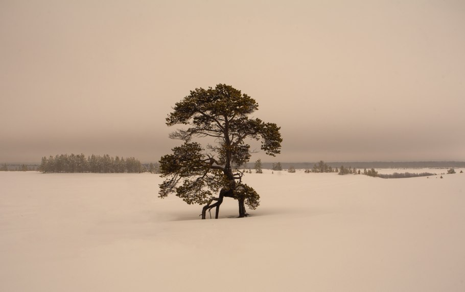 Сосна обыкновенная габитус
