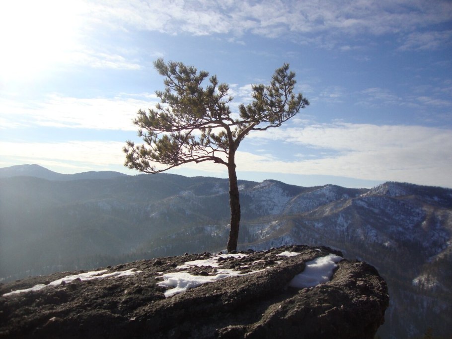 Одинокая сосна белокуриха