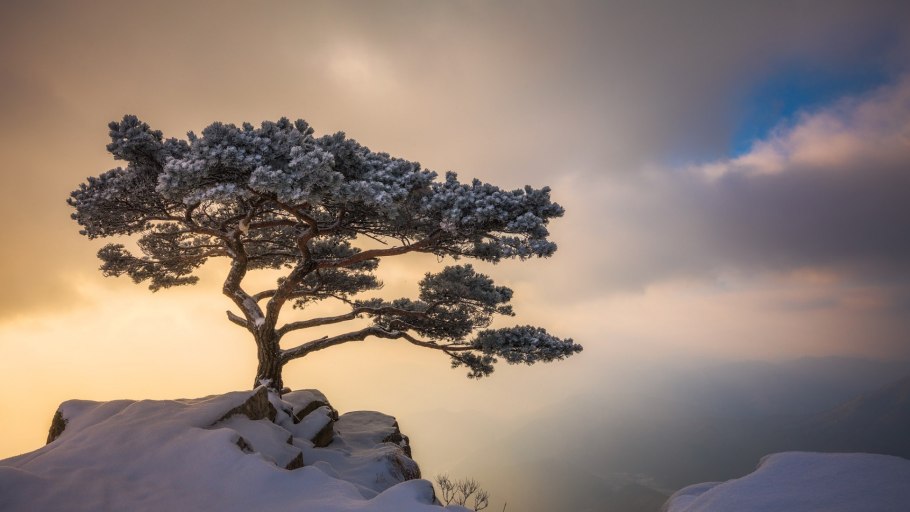 Одинокая сосна белокуриха