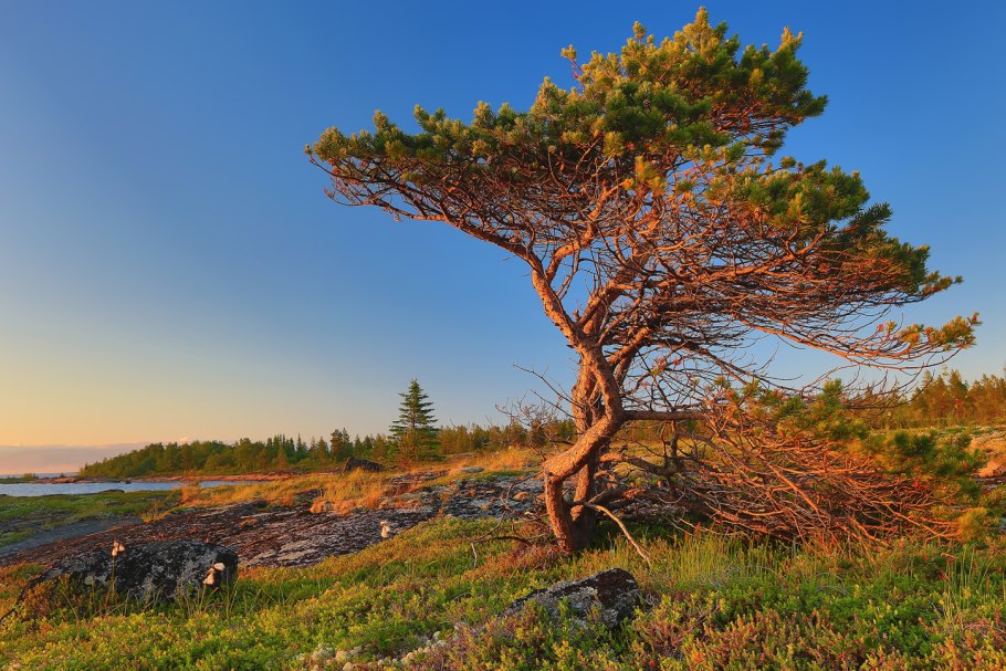 Карельская сосна дерево