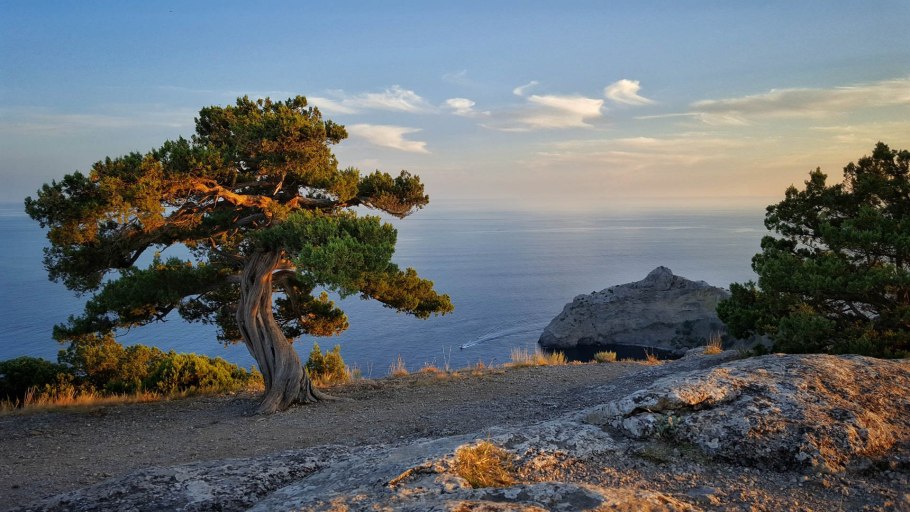 Сосна пицундская (станкевича).