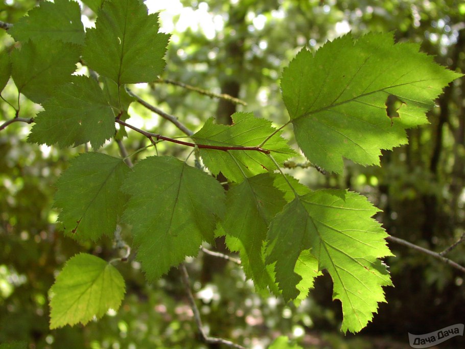 Боярышник шарлаховый (круглолистный)