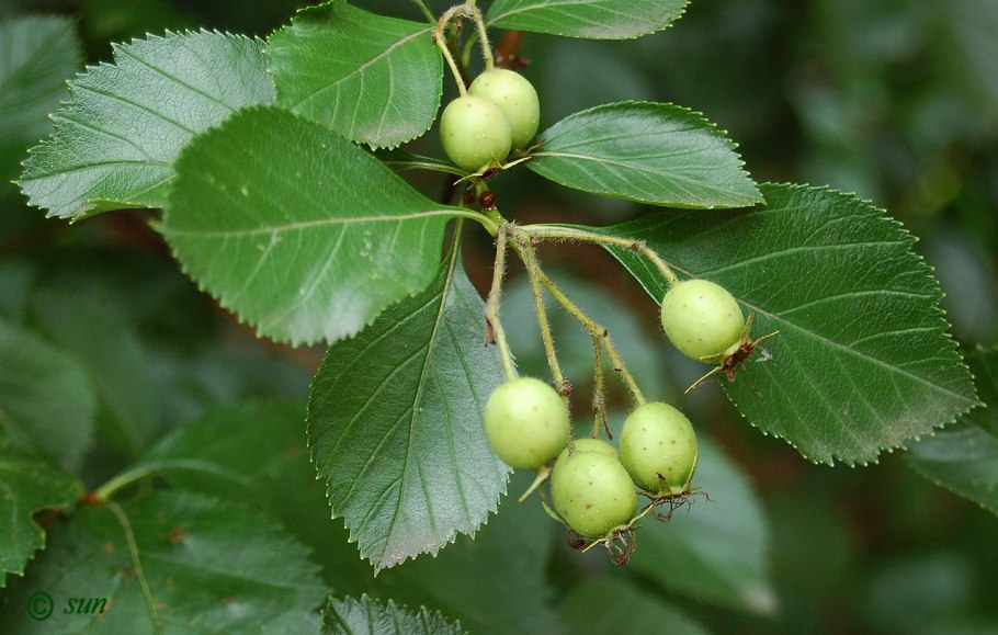 Боярышник максимовича (crataegus maximowiczii)