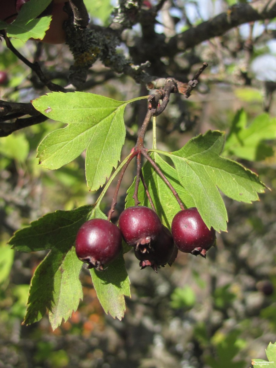 Боярышник пятипестичный (crataegus pentagyna)