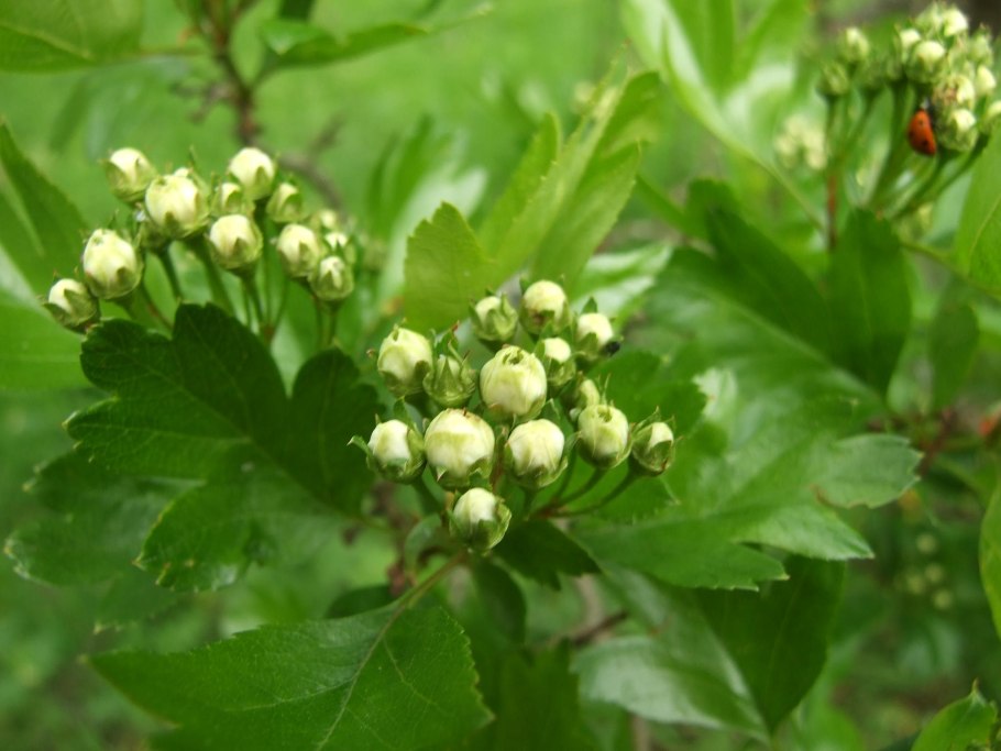 Боярышник сибирский