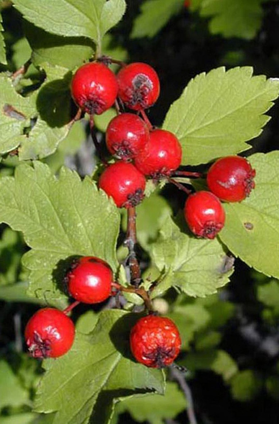 Боярышник сибирский кроваво-красный