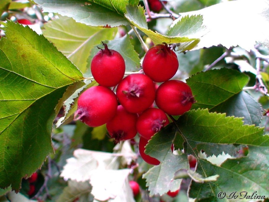 Боярышник сибирский crataegus sanguinea