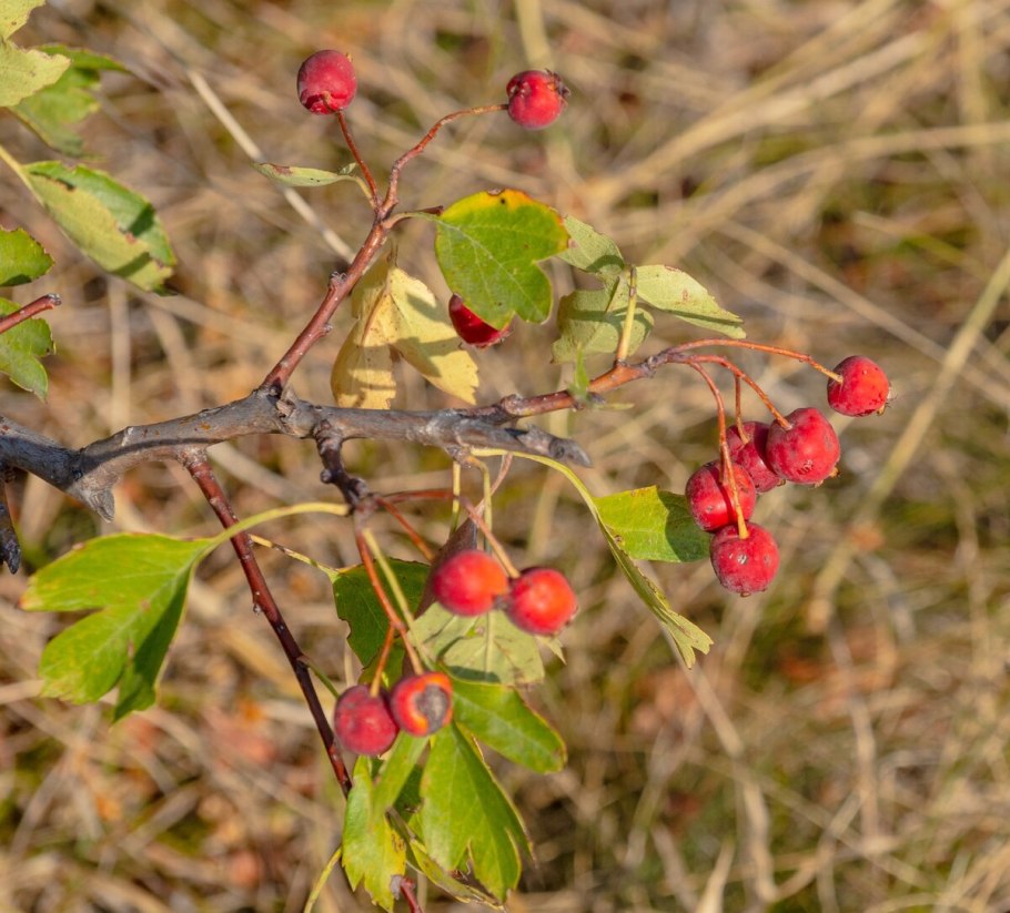 Боярышник зеленомясый (Crataegus chlorosarca)