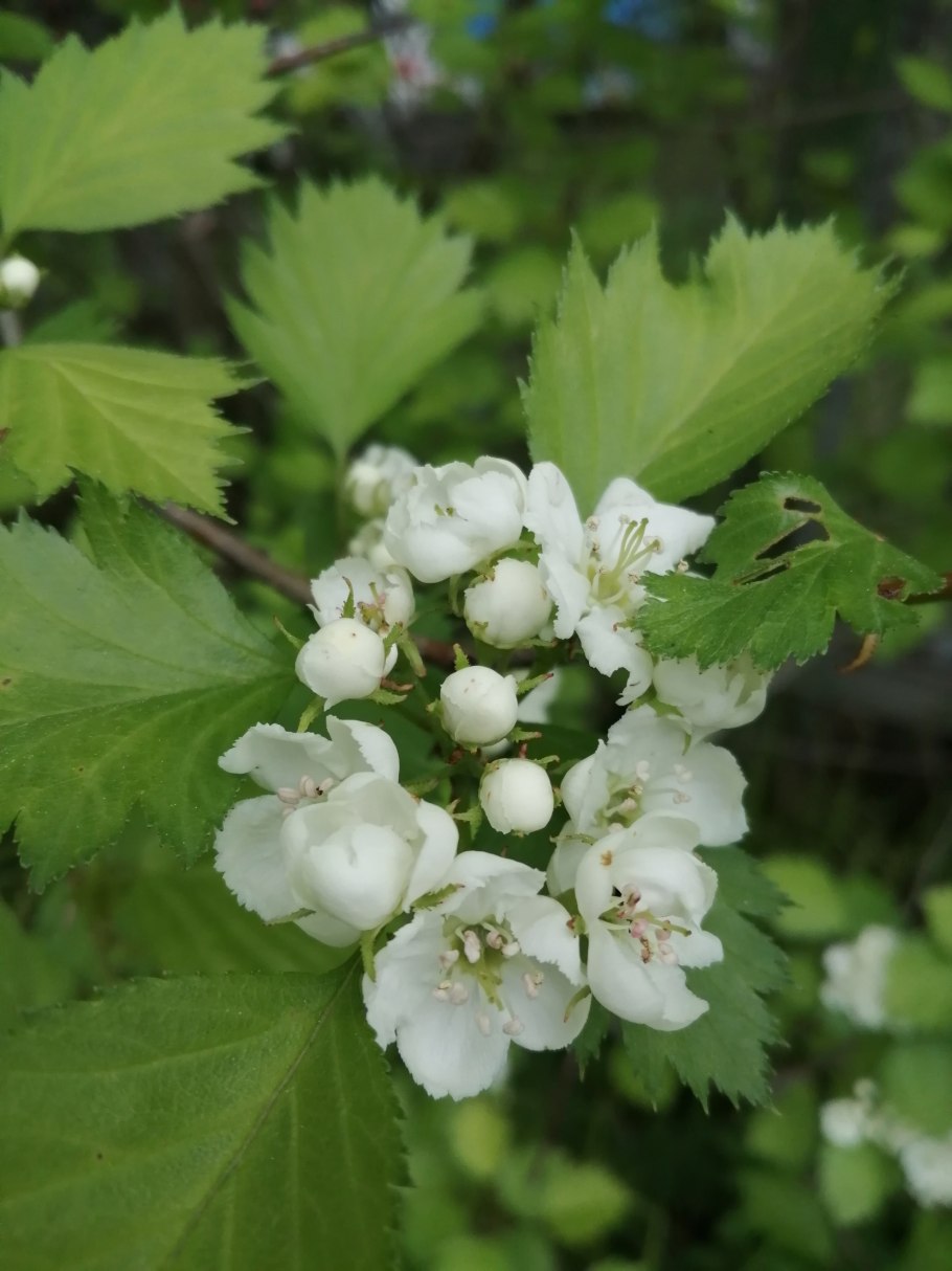 Боярышник сонгарский