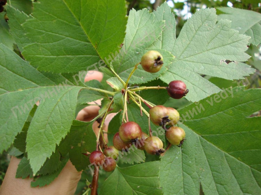 Боярышник обыкновенный дерево