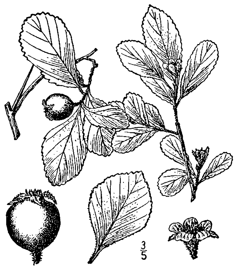 Боярышник рисунок