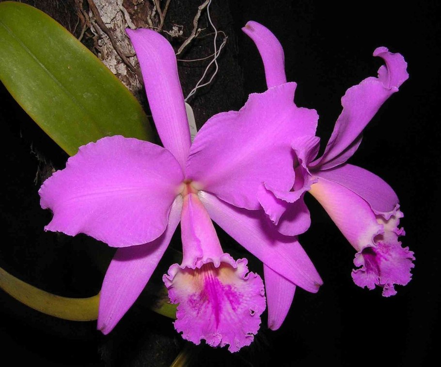 Орхидея Cattleya labiata