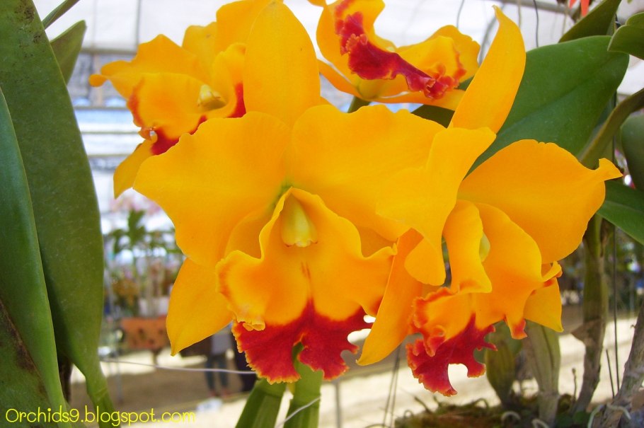 Орхидея Каттлея коллекция