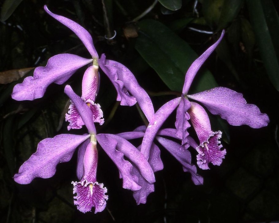 Cattleya . Pulcherrima