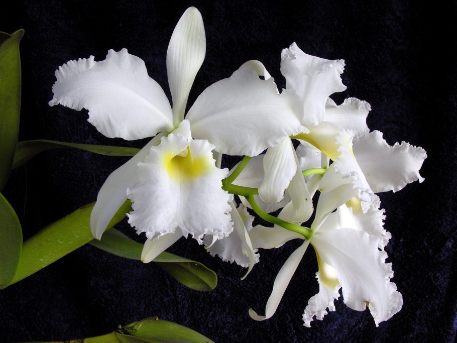 Цветы Каттлея белые