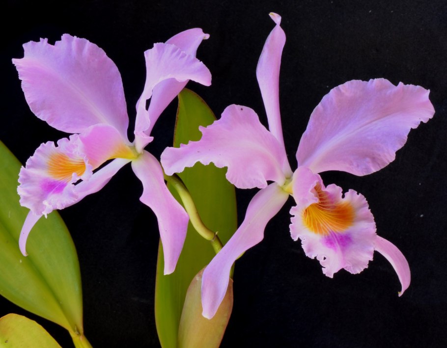Cattleya gaskeliana ( suave x s/Alba )