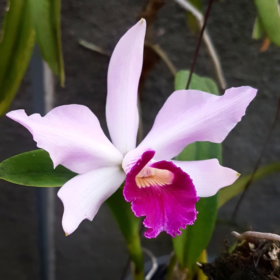 Орхидея Каттлея Трианы