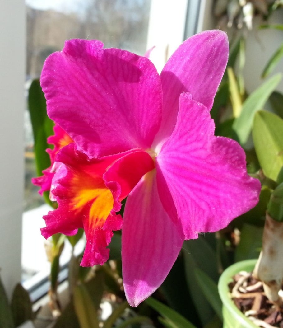 Каттлеи гибридные