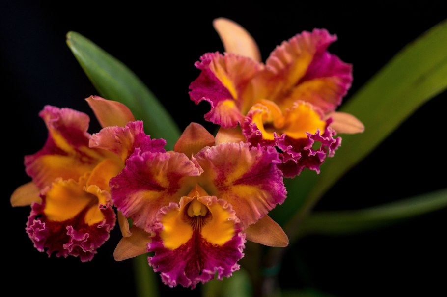 Каттлея Джевел