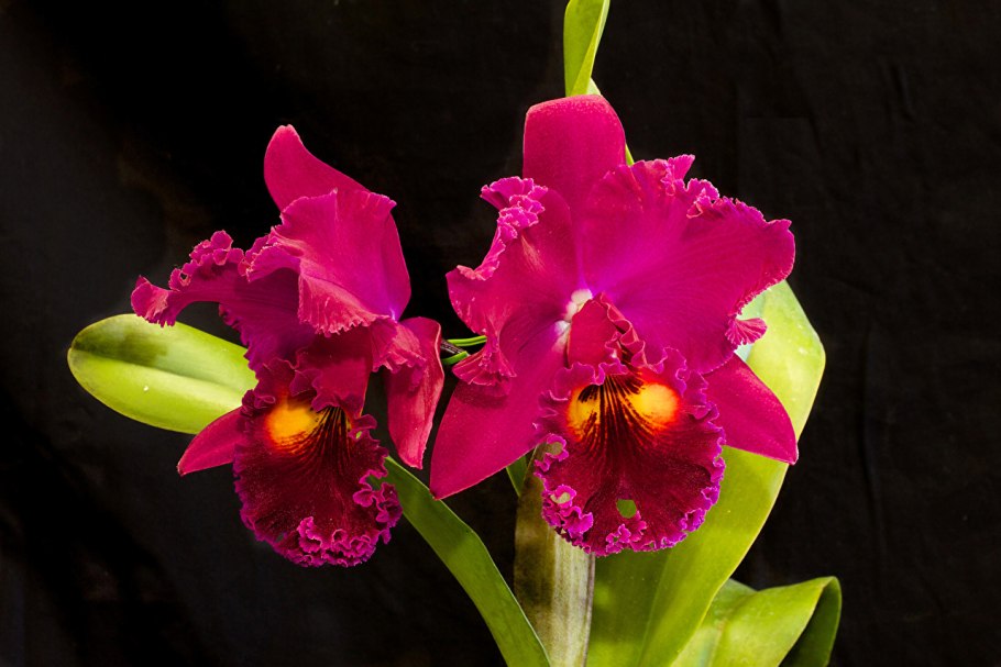 Каттлея Орхидея бордовая