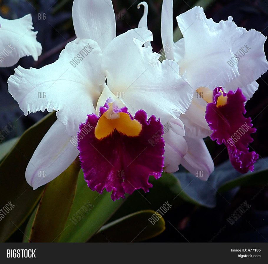 Орхидея Каттлея белая