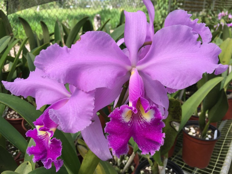 Каттлея warscewiczii