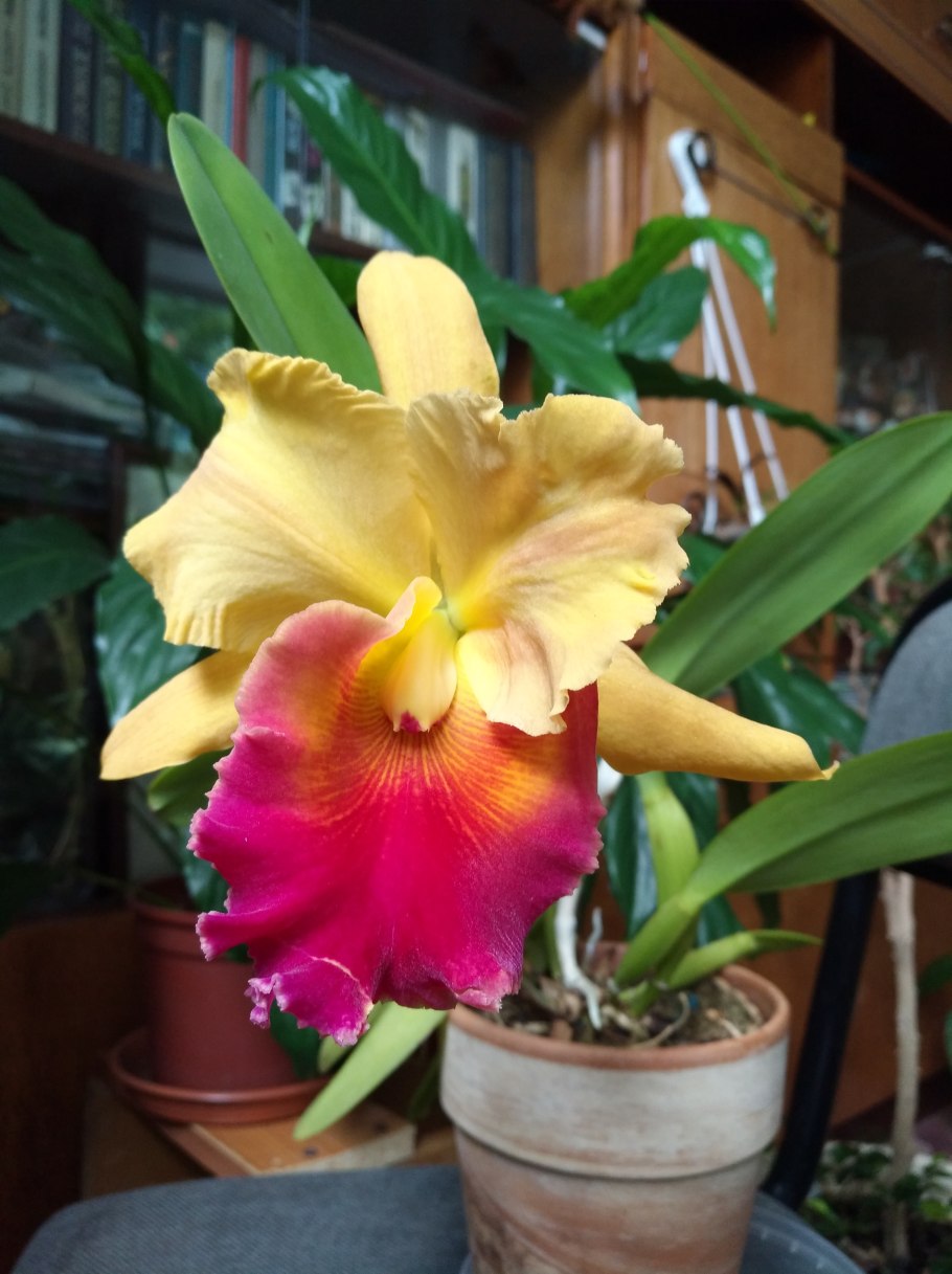 Орхидея Каттлея желтая