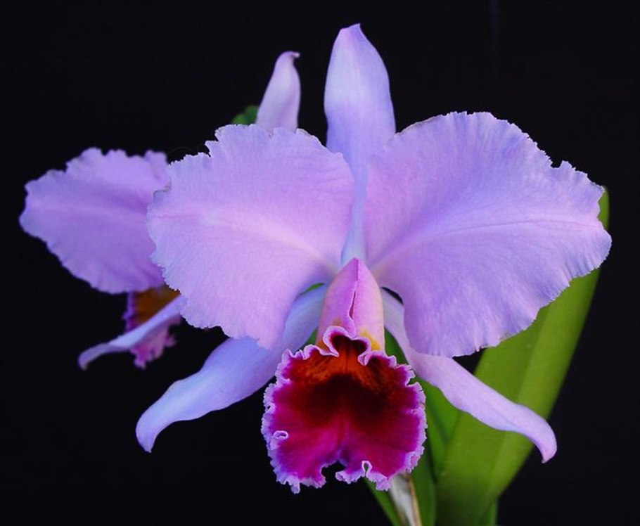 Cattleya percivaliana ('Summit-Muttant' x 'Thiago')